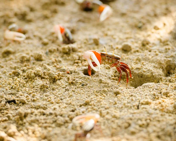 Uca vocans, Fiddler Crab a piedi nella foresta di mangrovie a Phuket essere — Foto Stock