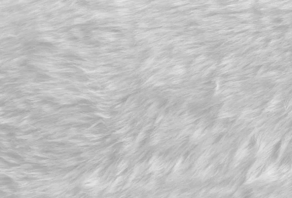 Achtergrond en textuur van echte witte room wol schaap — Stockfoto