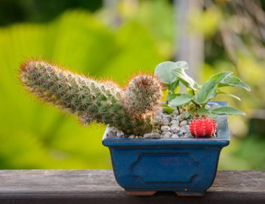 Lophophora williamsii, kaktüs veya sulu meyveler ağaç üzerinde saksı üzerinde