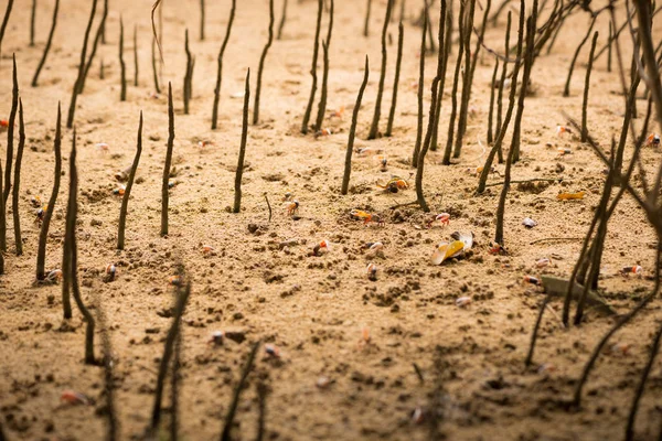 Vocans Uca, Fiddler Cangrejo caminando en el bosque de manglares en Phuket be — Foto de Stock