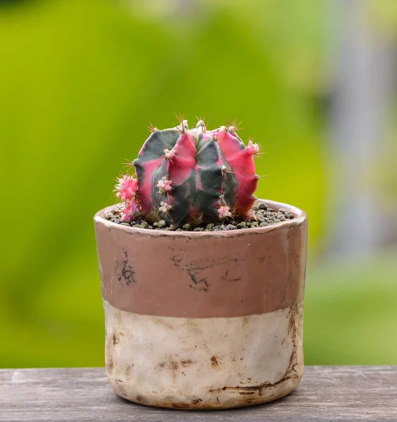 Lophophora williamsii, cactus of sappige boom in bloempot op — Stockfoto