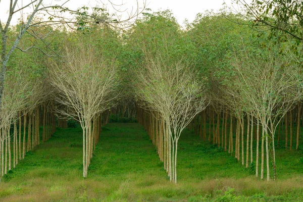 Rubber trees in garden — Stock Photo, Image