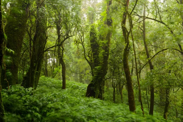 Árboles y bosques En la cordillera Bosque lluvioso, hoja de árbol movemen —  Fotos de Stock