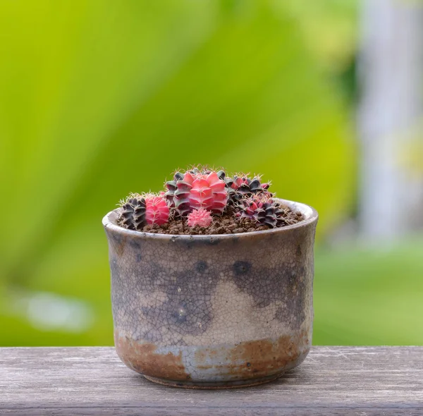 Lophophora williamsii, cactus of sappige boom in bloempot op — Stockfoto