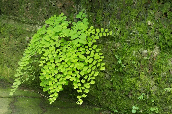 Bahçede Eğreltiotu Yaprağı Adiantum Bakir Saç Eğreltiotu — Stok fotoğraf