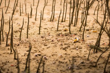Uca vokalleri, Fiddler Yengeci Tayland 'ın Phuket sahilindeki mangrov ormanında yürüyor.