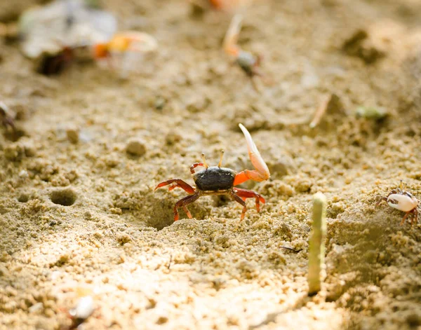 Uca Vocans Fiddler Crab Camminando Nella Foresta Mangrovie Phuket Beach — Foto Stock