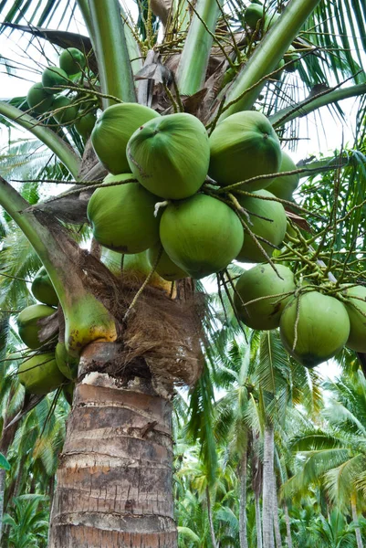 Closeup Fresh Coconut Tree Garden Thailand — Stock Photo, Image
