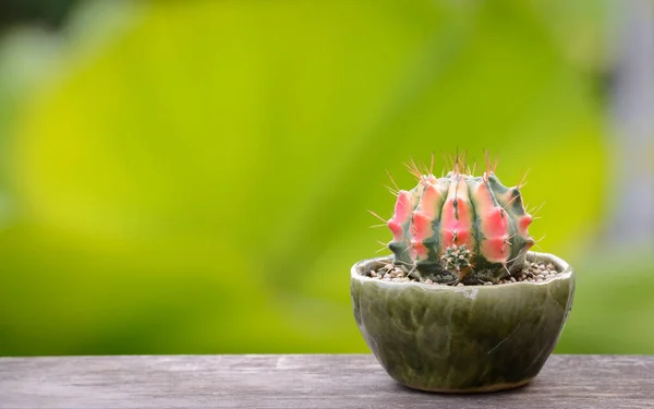 Lophophora Williamsii Cactus Succulents Tree Decorative Flowerpot Wood Striped Background — стокове фото