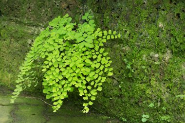 Bahçede eğreltiotu yaprağı, Adiantum, bakir saç eğreltiotu
