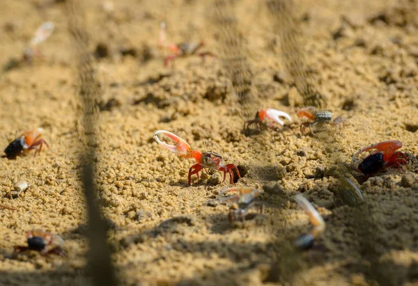 Uca Vocans Fiddler Crab Camminando Nella Foresta Mangrovie Phuket Beach — Foto Stock