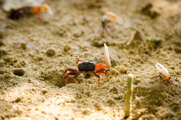 Uca Vocans Fiddler Crab在泰国普吉海滩的红树林中散步 — 图库照片