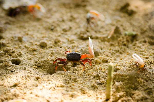 Wokaliści Uca Skrzypek Krab Spacerujący Lesie Namorzynowym Plaży Phuket Tajlandia — Zdjęcie stockowe