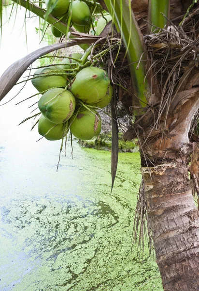 Closeup Fresh Coconut Tree Garden Thailand — Stock Photo, Image