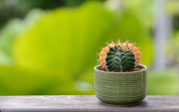 Lophophora Williamsii Kaktusz Vagy Zamatos Díszítő Virágcserép Csíkos Háttér — Stock Fotó