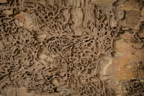 木の壁に巣のシロアリの背景や質感 — ストック写真