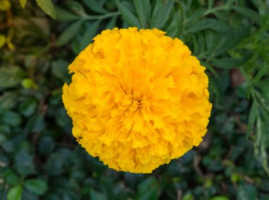 Marigold çiçeğini beyaz arkaplanda izole et