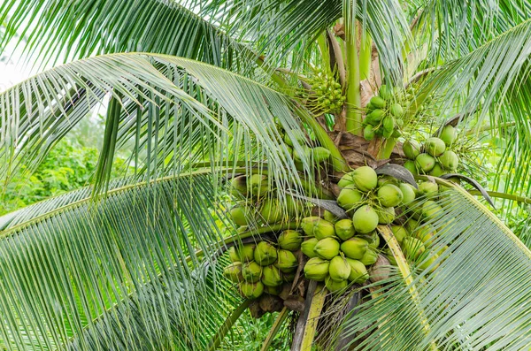 Economic Crops Fresh Fecund Coconut Tree Garden Banpaew Samutsakorn Thailand — Stock Photo, Image
