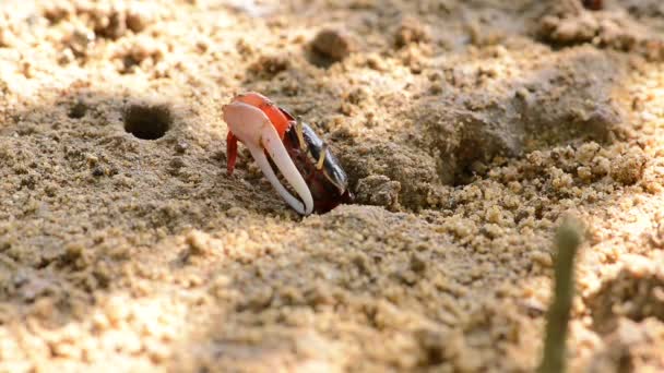 Uca Vocans Fiddler Crab Marchant Dans Forêt Mangroves Plage Phuket — Video
