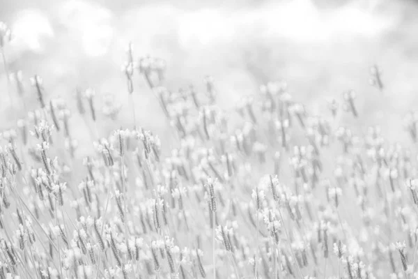 White Background Texture Flowers — Stock Photo, Image