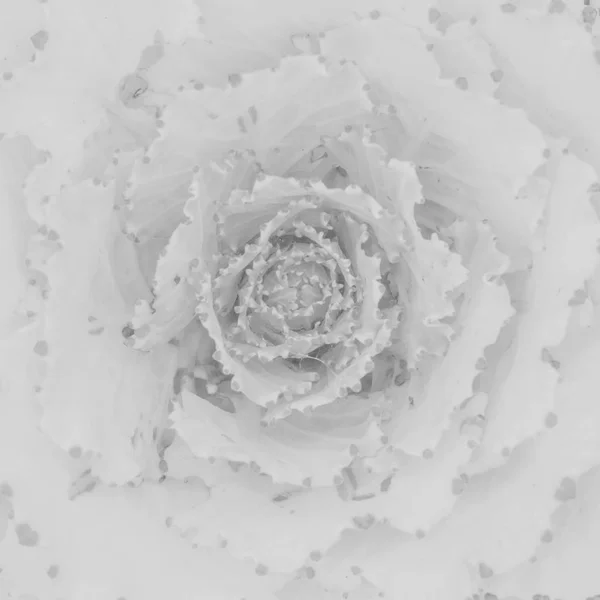 White Background Texture Cabbage — Stock Photo, Image