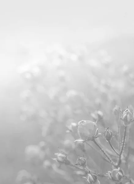 白色背景的花的纹理 — 图库照片
