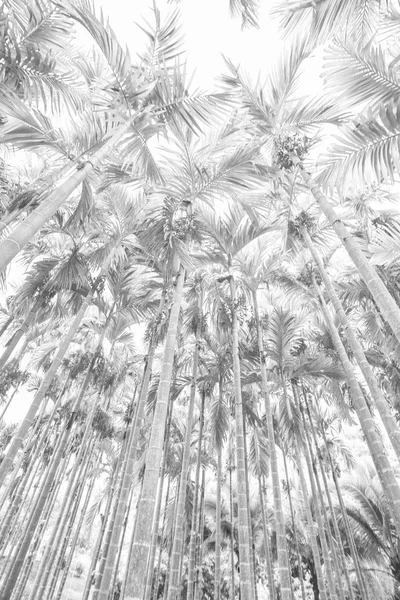 White Background Texture Palm Trees — Stock Photo, Image