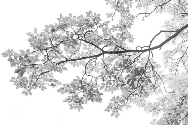 Zole Beyaz Arka Planda Siyah Beyaz Kızılötesi Ağacının Yaprakları — Stok fotoğraf