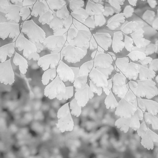 観賞用植物の白い背景テクスチャ — ストック写真