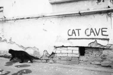 House, Vakfı, siyah kedi