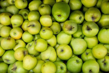güzel elma yalan üstüne belgili tanımlık sığınak