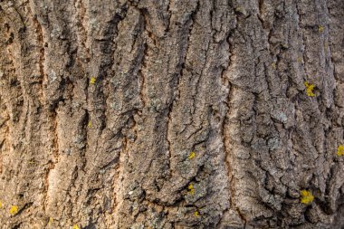 bir doku olarak ağaç kabuğu