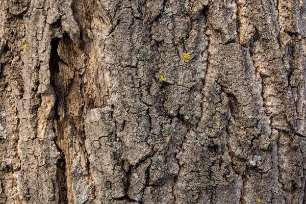 Kora Drzewa Jako Tekstura — Zdjęcie stockowe