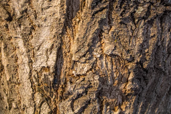 Kora Drzewa Jako Tekstura — Zdjęcie stockowe
