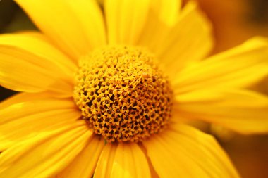 Vahşi ayçiçeği, makro. Parlak. Turuncu.