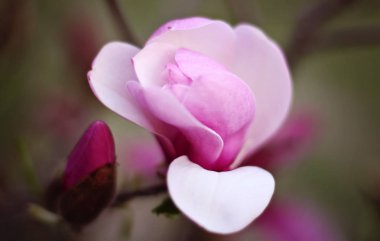 Çiçekli Manolya bahçede. Manolya şube. Manolya bud.