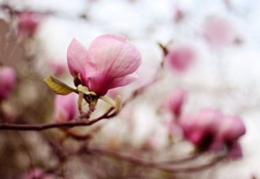 Çiçekli Manolya bahçede. Manolya şube. Manolya bud.