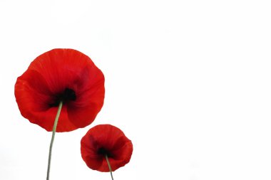 Poppy. Beyaz arka plan üzerinde izole kırmızı haşhaş çiçekler
