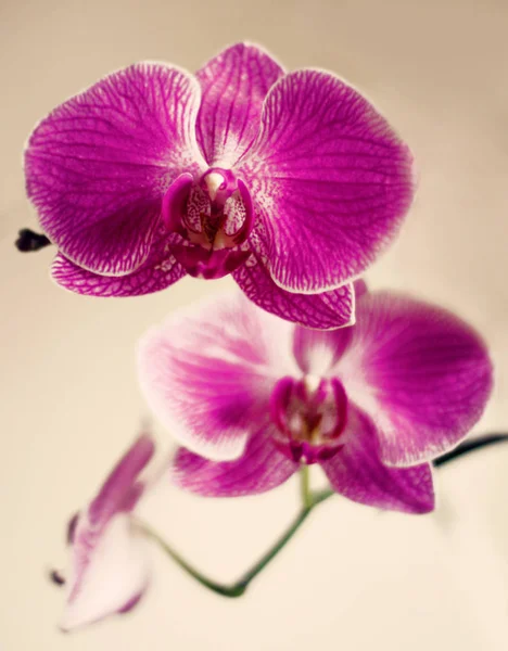 Bel ramo di orchidea fiore su sfondo crema — Foto Stock
