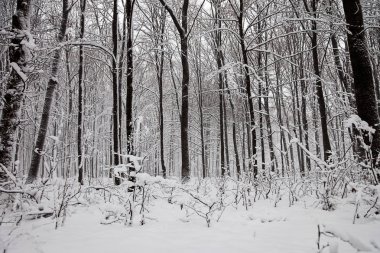 Kar altında kış ağaçları. Orman manzarası