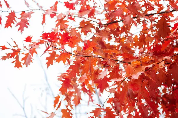 Herbst-Eichenblätter gegen den Himmel als Hintergrund — Stockfoto