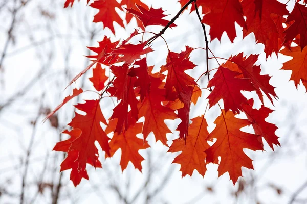 Foglie di quercia autunnale sullo sfondo del cielo — Foto Stock