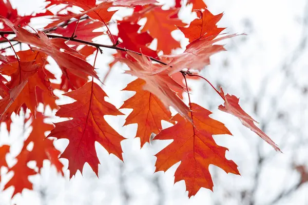 Foglie di quercia autunnale sullo sfondo del cielo — Foto Stock