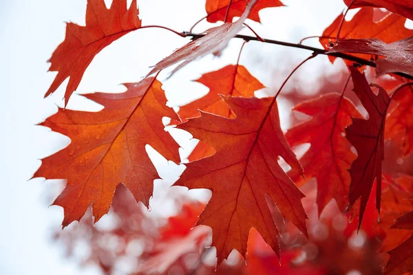 Herbst-Eichenblätter gegen den Himmel als Hintergrund — Stockfoto