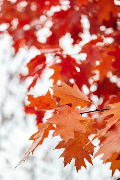 Foglie di quercia autunnale sullo sfondo del cielo — Foto Stock