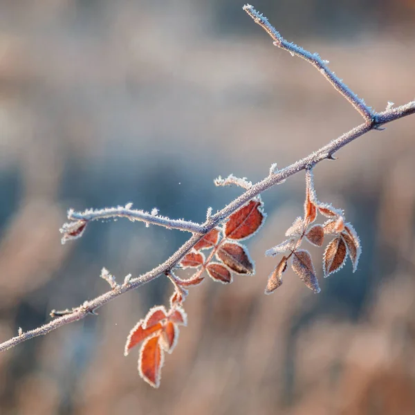 Foglie autunnali ed erba con brina come sfondo . — Foto Stock