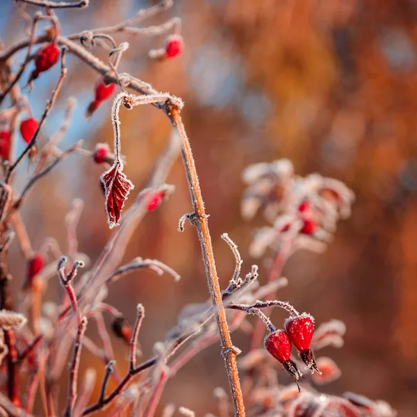 Ramo de outono de rosa selvagem com geada — Fotografia de Stock