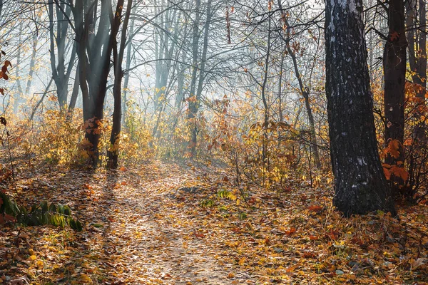 Hösten skogen frostiga soliga morgonen. Landskap. Naturen — Stockfoto