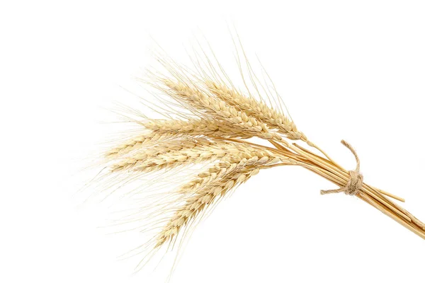 Fagottino di spighe di grano su sfondo bianco . — Foto Stock