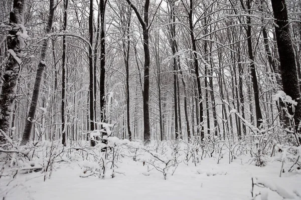 Zimní stromy pod sněhem. Lesní krajina — Stock fotografie